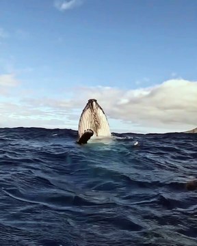 Breathtaking whale encounters in French Polynesia. by @mooreaoceanadventures, @matthmoz & @vinny_labBetween August and November, the waters of French Polynesia become a sanctuary for humpback whales. Observing them i