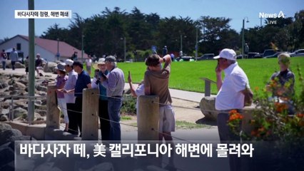 캘리포니아 백사장 점령한 바다사자…해변 폐쇄