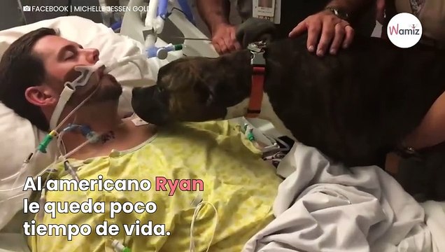 En su último aliento de vida, la reacción de su pitbull conmueve hasta las lágrimas (Vídeo)