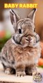 Bébé lapinou