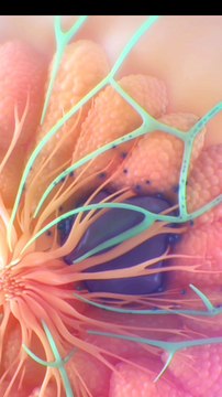 Breast Cancer |Causes of breast cancer| أسباب الإصابة بسرطان الثدي|स्तन कैंसर के कारण |#viral #shorts #dailymotionshorts #short #shortsfeeds #DrSadia1446