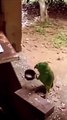 Ce perroquet a une petite faim et il sait le faire savoir