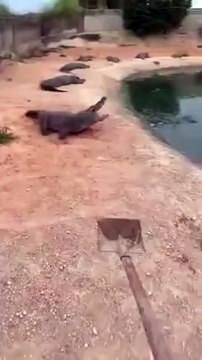 Voilà comment faire fuir des crocodiles féroces... une pelle