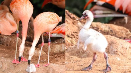 Una Pareja De Flamencos Del Mismo Sexo Incuba Un Huevo En Un Zoo De Inglaterra