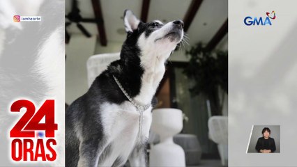 Pagsuot ni Heart Evangelista ng luxury necklace sa fur baby niyang si Panda, usap-usapan online | 24 Oras