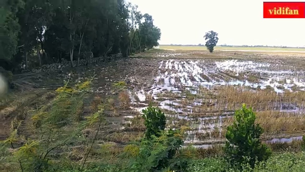 duck farming - élevage de canards - cría de patos - アヒルの養殖 - बत्तख पालन - زراعة البط