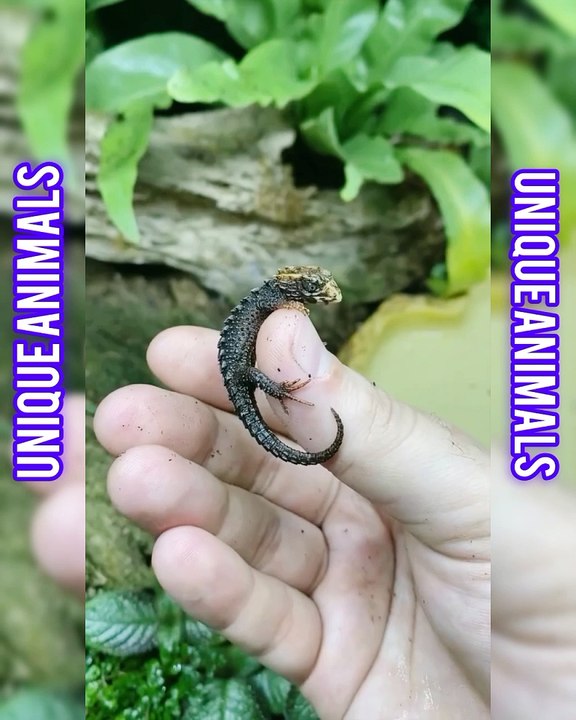 Little dragon 