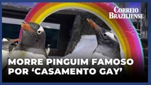 Morre Sphen, pinguim famoso por formar com seu parceiro um icônico 'casal gay'