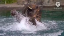 Beautiful elephant  is playing in water