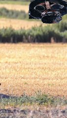 La chouette des terriers : le rapace qui vit sous terre et adore la bouse de bison ! #animaux