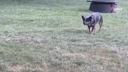 Ce chien de berger prend un caniche pour un mouton : la vidéo subjugue près d'un million d'internautes