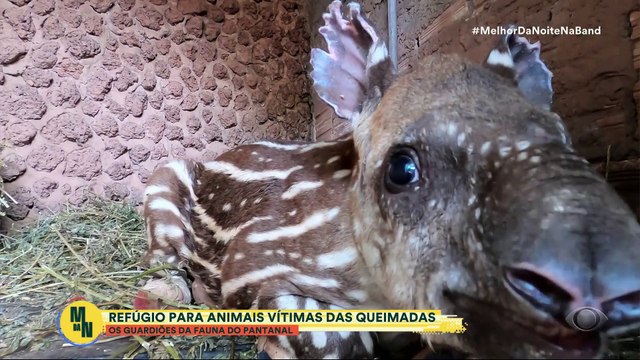 Guardiões da fauna do Pantanal criam refúgio para animais vítimas de queimadas
