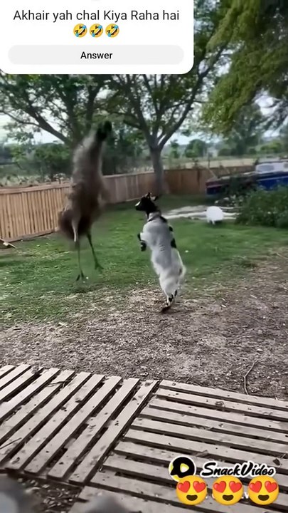 Funny animal 06.