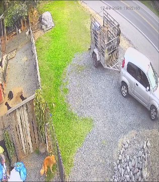 Tutor é indiciado após cadela prenha, abandonada, em Blumenau quebrar pata e perder filhotes