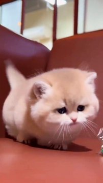 Cat playing nice look beautiful cat #naturalbeauty933#natural#beauty#night#hotvideo#nightvideo#trendingvideo#trendviddo#foryou#heoght#morning#dailymotion#