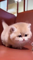 Cat playing nice look beautiful cat #naturalbeauty933#natural#beauty#night#hotvideo#nightvideo#trendingvideo#trendviddo#foryou#heoght#morning#dailymotion#