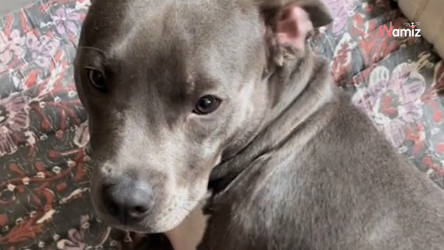 « À celui qui m’a jeté dans une poubelle » : la belle revanche d’un chien abandonné (Vidéo)
