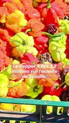 Des piments qui “poikent la gueule”