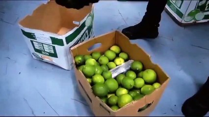 ¡Escondido en limones! Intentan introducir 1,585 paquetes de cocaína por Boca Chica