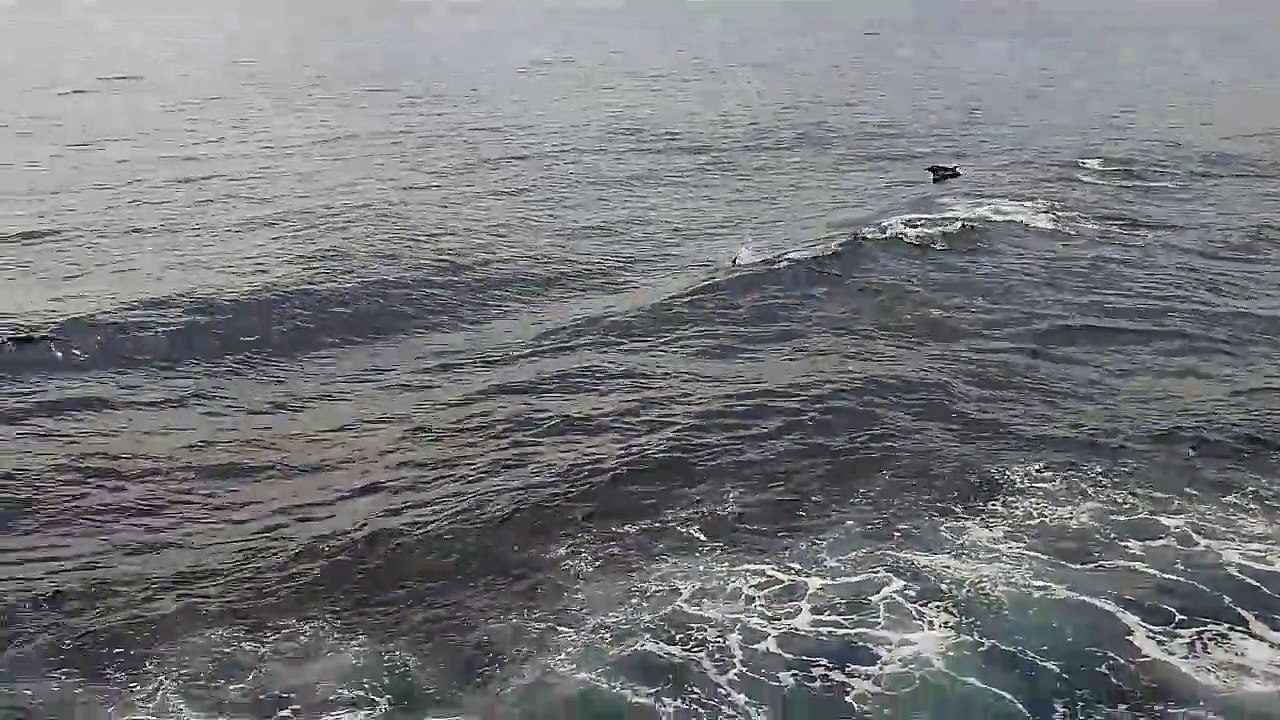 DOLPHINS VIEWING
