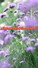 حدیث نبوی صلی اللّٰہ علیہ وسلم