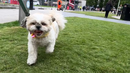 Everywhere I went with my dog in Manchester City Centre