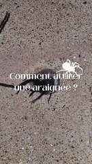 Comment attirer une araignée : conseils et astuces