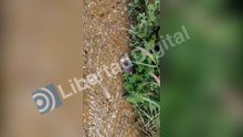 Gatito brutalmente asesinado en Boya (Zamora)