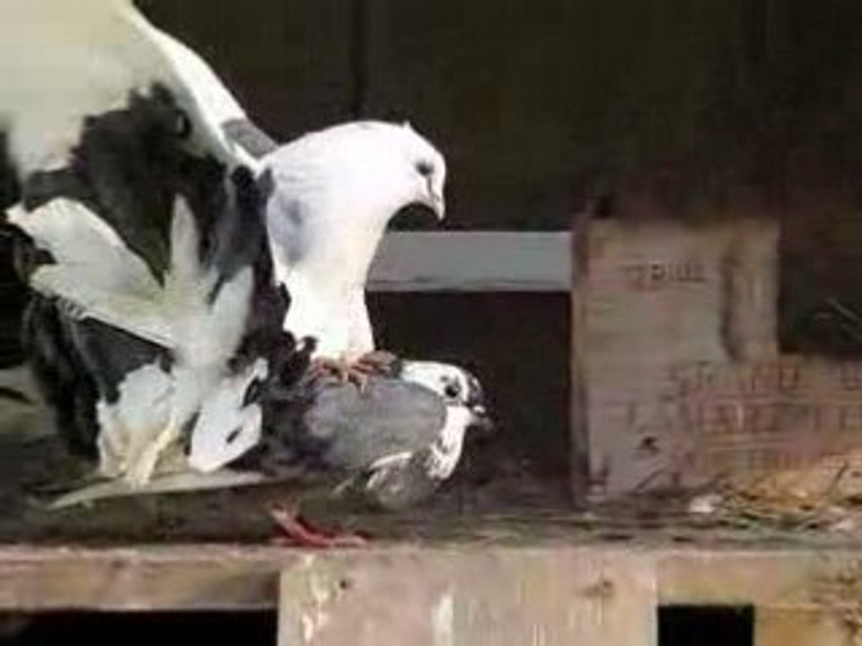 Accouplement de pigeons queue de paon