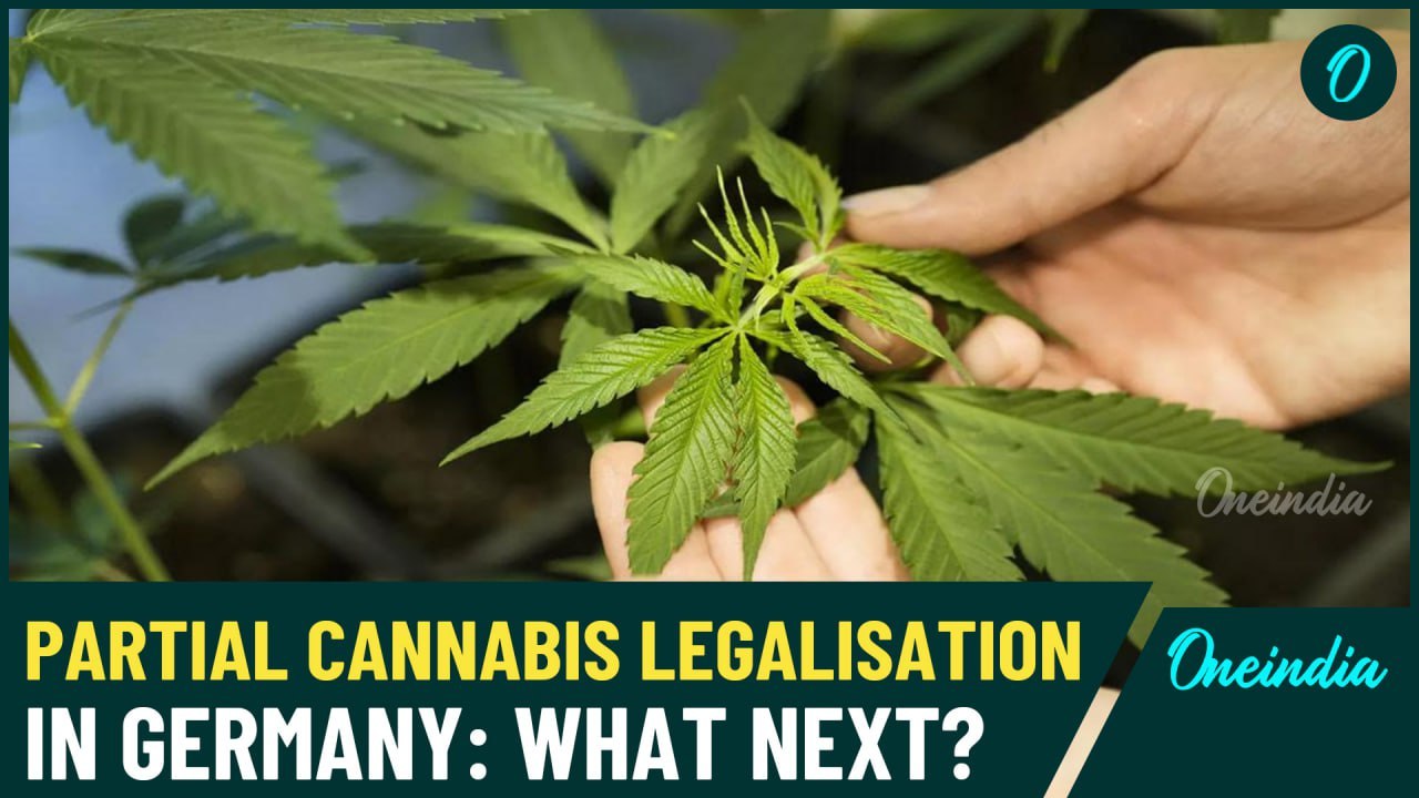PARTIAL CANNABIS LEGALIZATION IN GERMANY WHAT HAPPENS NEXT