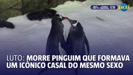 Luto: morre pinguim que formava icônico casal do mesmo sexo