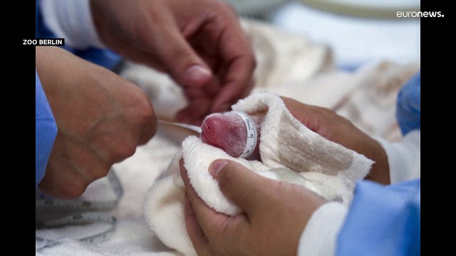 بعد 4 سنوات من ولادة توأمها الأول: الباندا مينغ مينغ تنجب توأما جديداً في حديقة حيوانات بألمانيا