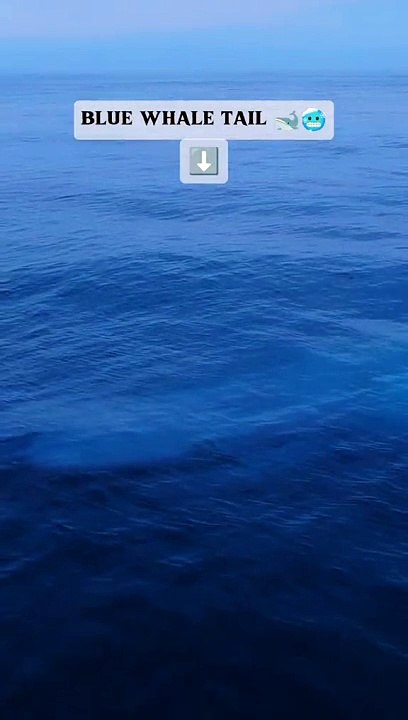 Blue Whale Tale