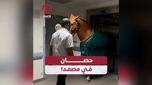 حصان في مصعد!