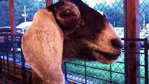 Funny Goats 2020   Cute Goats - NEW VIDEO! [Funny Pets]