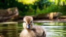 Baby Duck