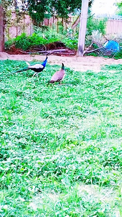 Peacocks with chakor