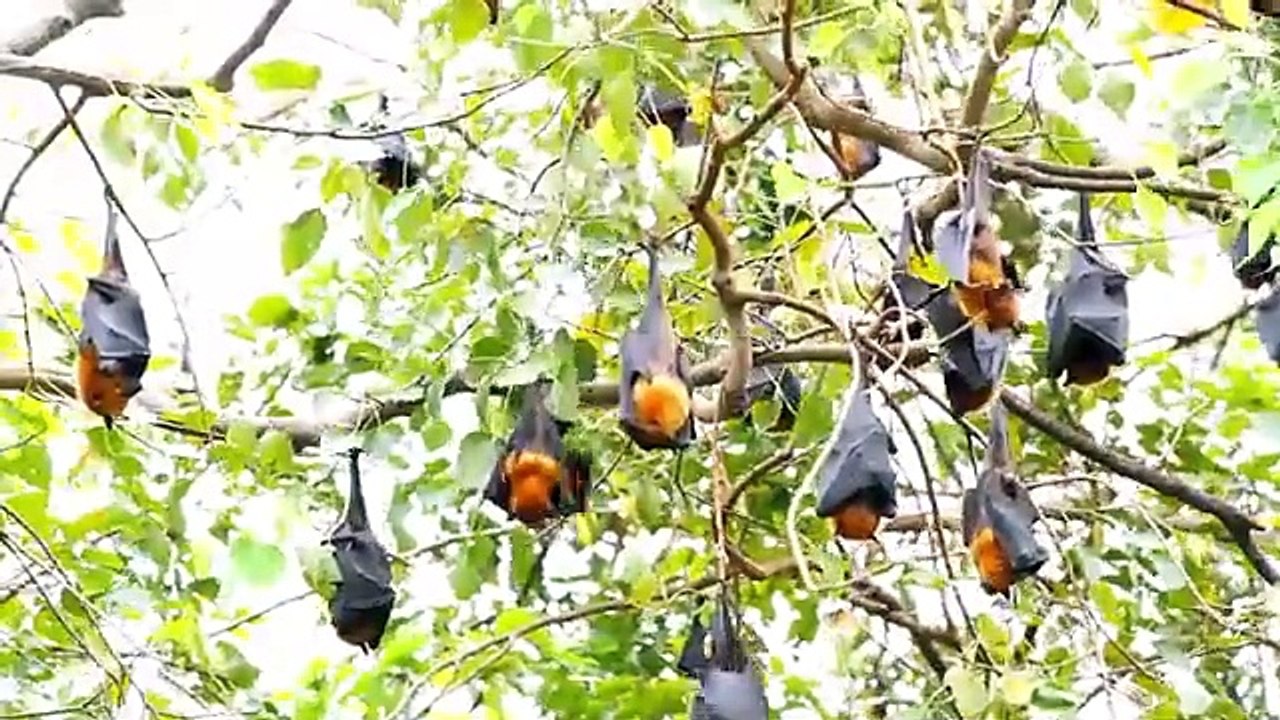 Congo O Renascer da Fênix!
