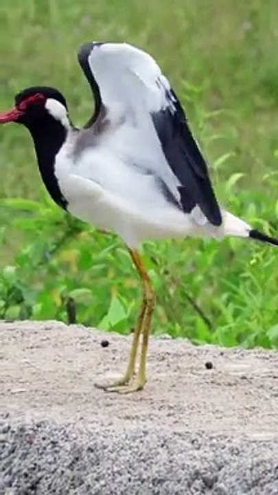 Beautiful Red wattled Lapwing Bird sounds