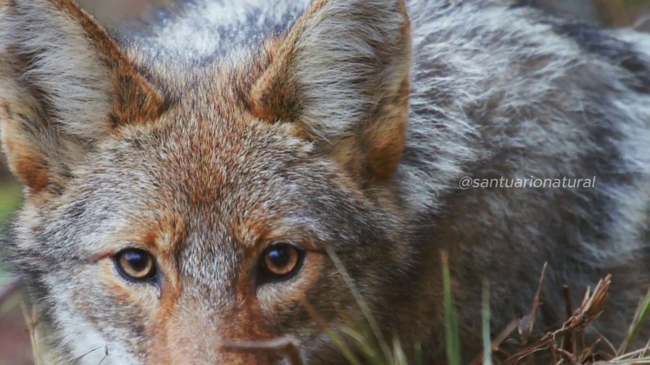  Como Sobreviver na Natureza Selvagem | Episódio 1: As Regras do Reino 
