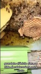 Viterbo: 100 mila api invadono una casa, ecco i giganteschi alveari costruiti nel bagno