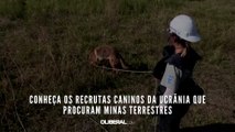 Conheça os recrutas caninos da Ucrânia que procuram minas terrestres