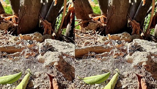 OURSON NOUNOURS JAK ARNOULD ©ADAGP