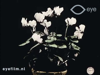 Fleurs des champs | movie | 1912 | Official Trailer