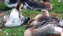 Most Beautiful Birds Collection in the World in 8K