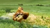 lion attacks multiple animals | lion attack | lion vs lion