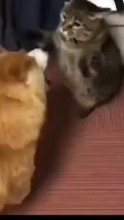 Funny animal 11.