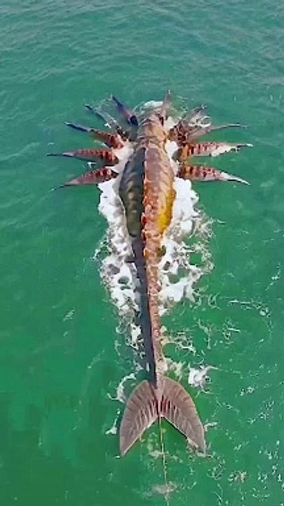 Amazing fish