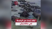 أبقار تبحث عن اليابسة في بنغلاديش