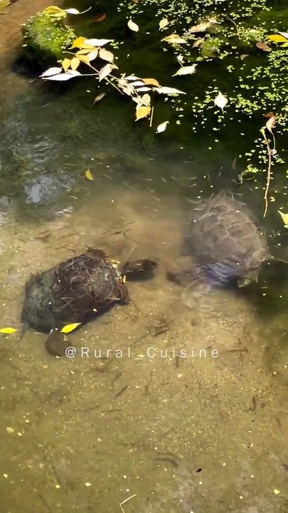 The Turtles Love Affairs In The Village @ Rural Cuisine